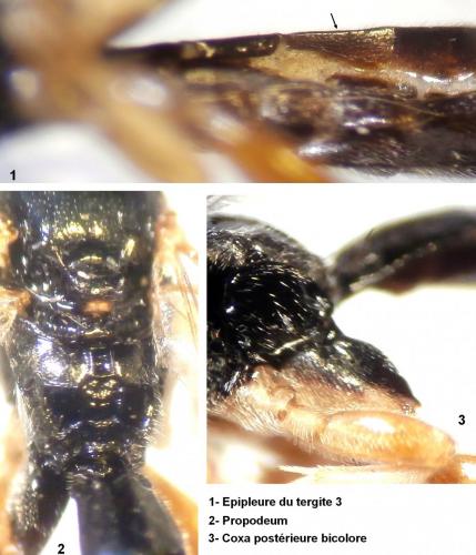 Exochus argutus
